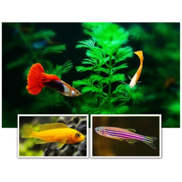 40g Ornamental Fish Food Goldfish Carp Guppies Small Medium Tropical Fishes Flakes Feed Aquarium Accessories 2022 New - Image 6